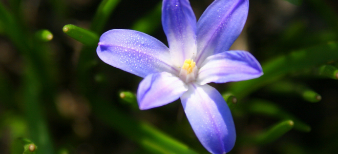 Fiori stabilizzati, il pollice verde a portata di tutti